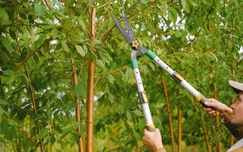 Tree trimming in Buffalo Grove, IL